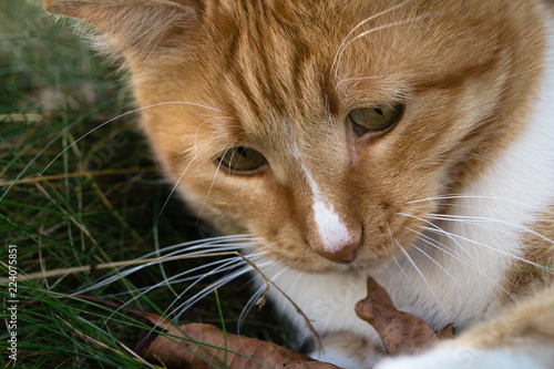 red cat realized that it is autumn already