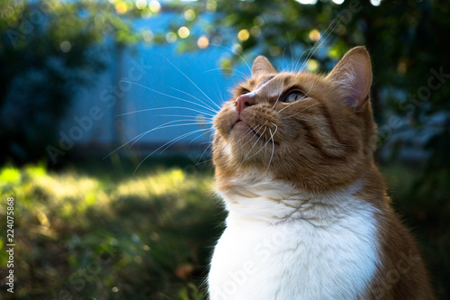 Red cat looking at the sky thinking about his