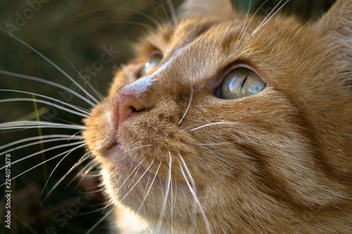 pensive muzzle of a red cat