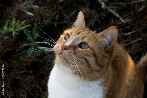 Red cat looking up and thinking about something