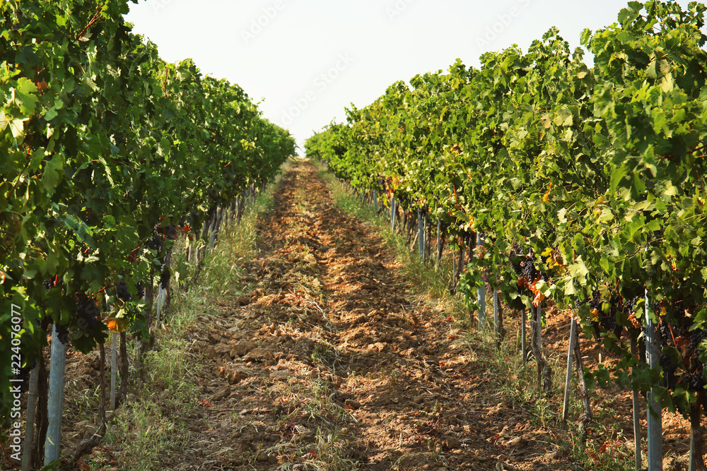 View of vineyard rows with fresh ripe juicy grapes on sunny day