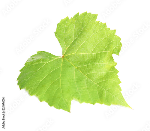 Fresh green grape leaf isolated on white