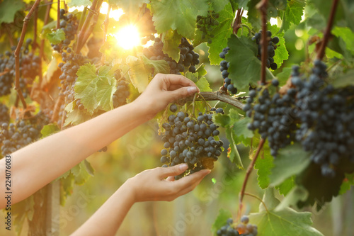 Woman picking fresh ripe juicy grapes in vineyard, closeup