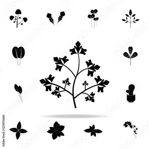 parsley icon. Plants icons universal set for web and mobile