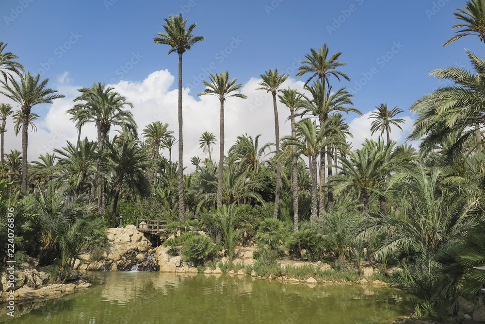 Fototapeta premium landscape inside El palmeral park