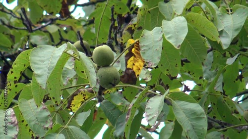 Walnuts on the tree during the rain