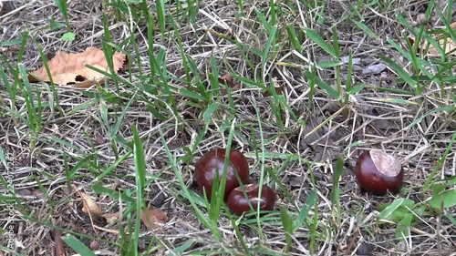 Chestnuts falling to the grass