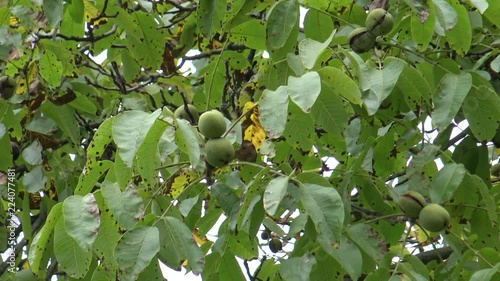Walnuts on the tree during the rain
