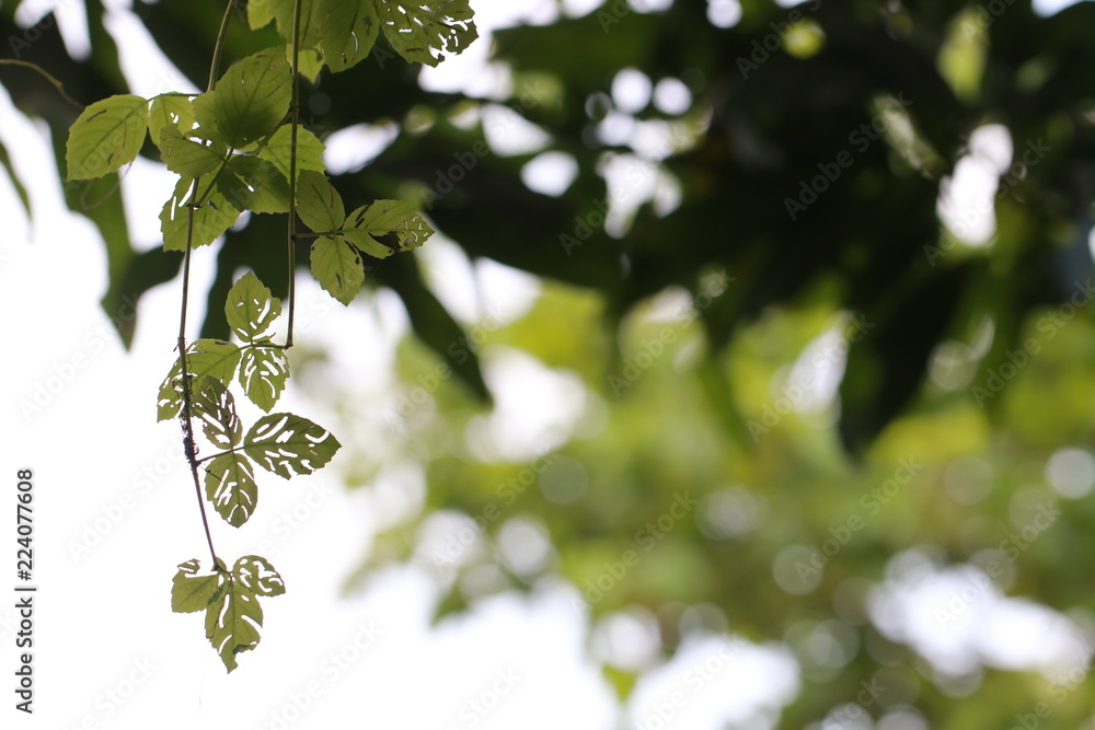 Transparent green leaves on tree Transparent green leaves on tree