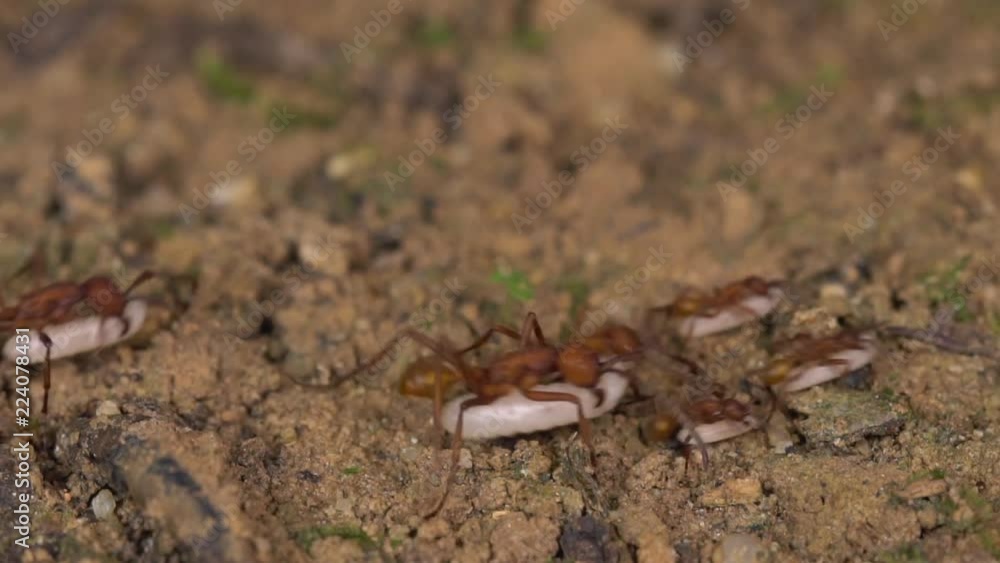 Slow motion of Army Ants (Eciton sp.) on a raid on the rainforest floor in the Ecuadorian Amazon. These ants predate on other ants and wasps and are carrying off their larvae. Slow motion of Army Ants (Eciton sp.) on a raid on the rainforest floor in the Ecuadorian Amazon. These ants predate on other ants and wasps and are carrying off their larvae.