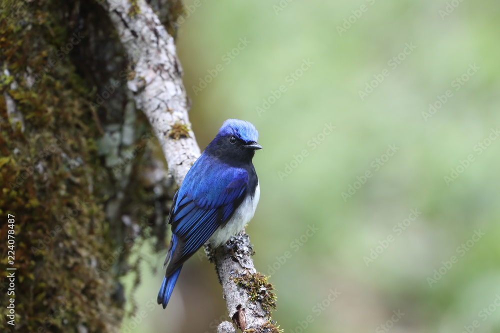 Obraz premium オオルリ