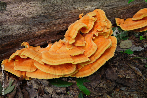 Chicken of the Woods (  Laetiporus sulphureus ) growing on a Hardwood stump in the Forest.  This wild foraged edible mushroom is considered a delicacy.