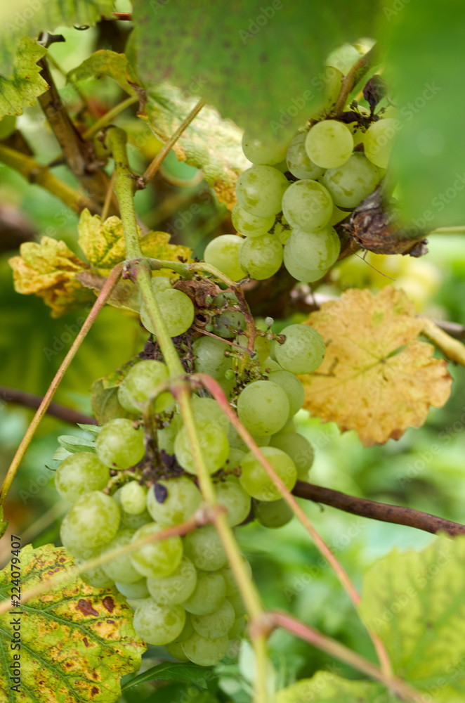 Green Grapes in vine yard on green background.White grape on a branch of green vine in vineyard before harvest.Riped grapes ready for harvest/Ripe Grapes in Sunny Vine Yard.Grapes growing on the vine Green Grapes in vine yard on green background.White grape on a branch of green vine in vineyard before harvest.Riped grapes ready for harvest/Ripe Grapes in Sunny Vine Yard.Grapes growing on the vine