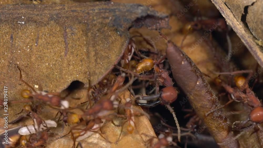 Slow motion of Army Ants (Eciton sp.) raiding hymenopteran larvae on the rainforest floor in the Ecuadorian Amazon. A symbiotic staphylinid beetle (Vatesus sp.) is running with the ants. Slow motion of Army Ants (Eciton sp.) raiding hymenopteran larvae on the rainforest floor in the Ecuadorian Amazon. A symbiotic staphylinid beetle (Vatesus sp.) is running with the ants.