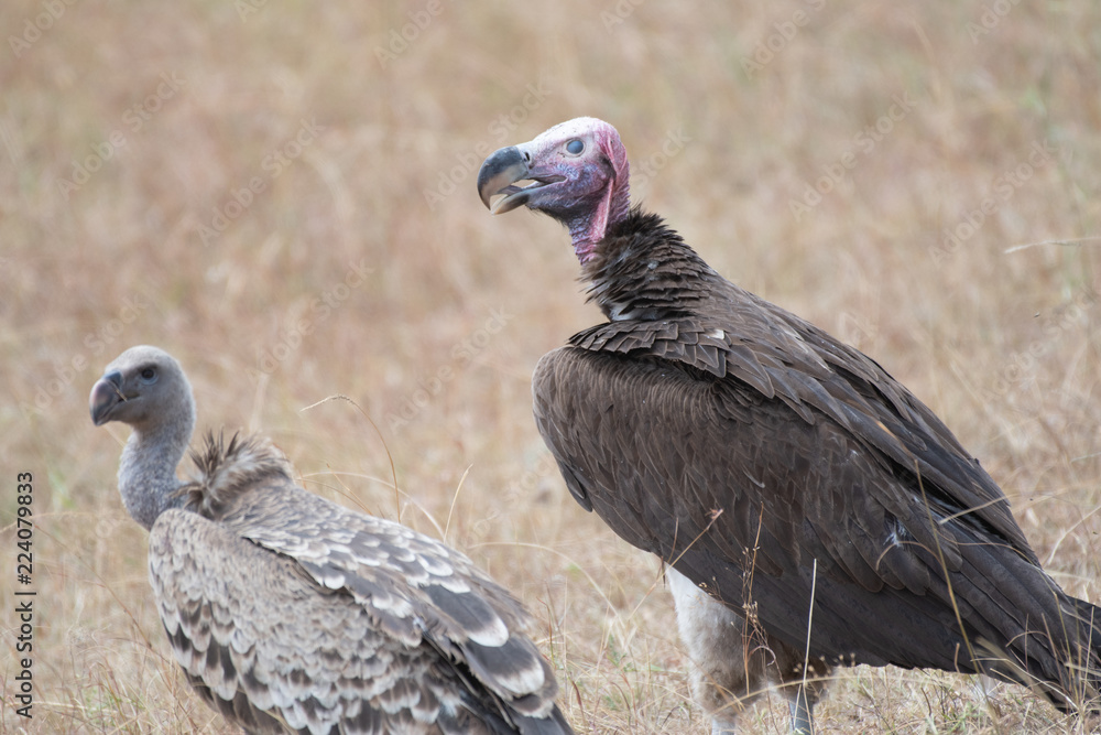 Lappet-faced vulture in Masai Mara, Kenya. Lappet-faced vulture in Masai Mara, Kenya.