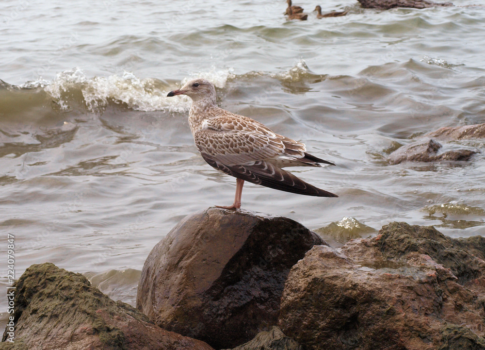 Obraz premium seagull on rock