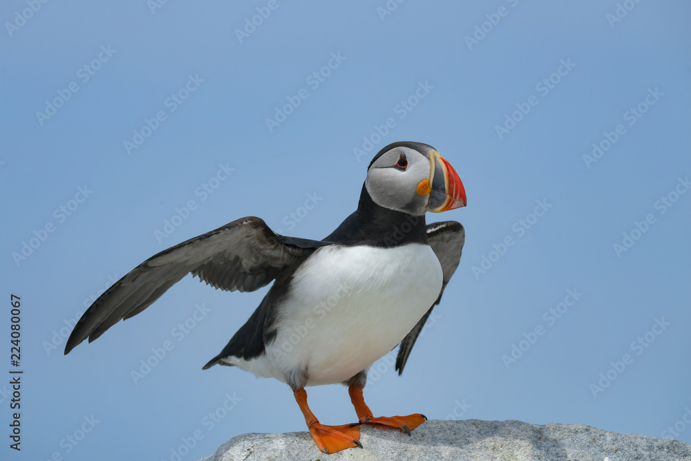 Atlantic Puffin, Machias Seal Island Atlantic Puffin, Machias Seal Island