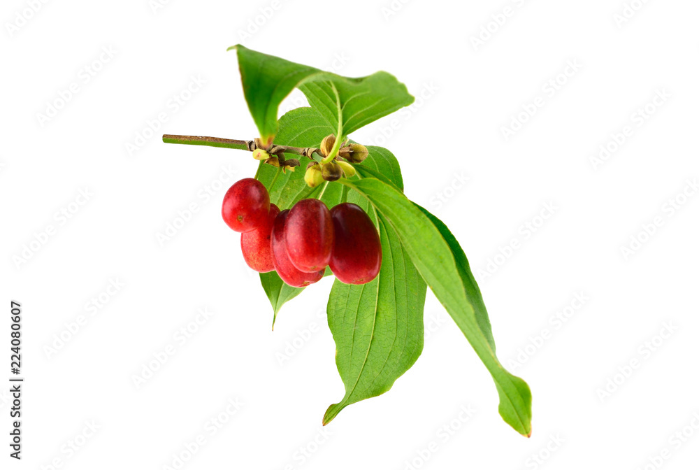 Fototapeta premium Cornus Culinary and Medicinal Herb Plant. Also Cornelian Cherry, European Cornel or Cornelian Cherry Dogwood. Isolated on White Background.