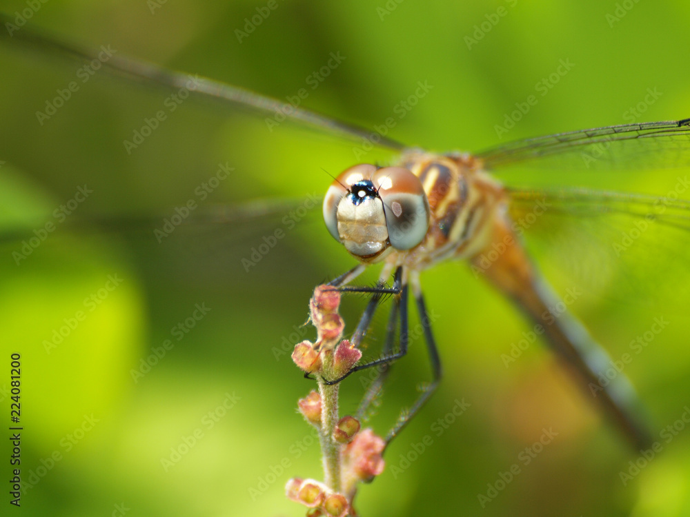 dragonfly on bud dragonfly on bud
