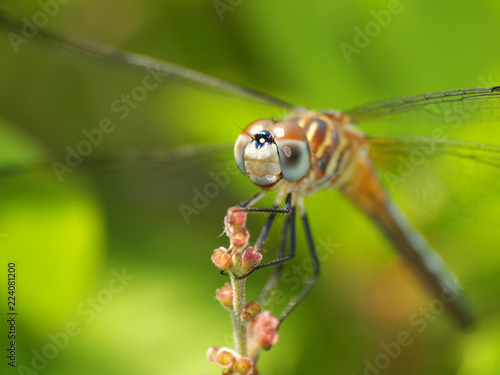 dragonfly on bud