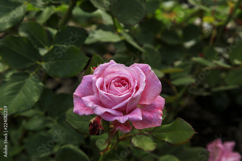 Beautiful pink rose surrounded by greenery. Blooming flower on blurred green background. Summer garden.