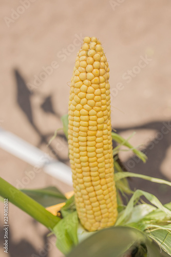 Fresh corn on cobs on rustic wooden table, closeup.