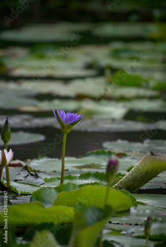 Lotus flowers  Waterlily