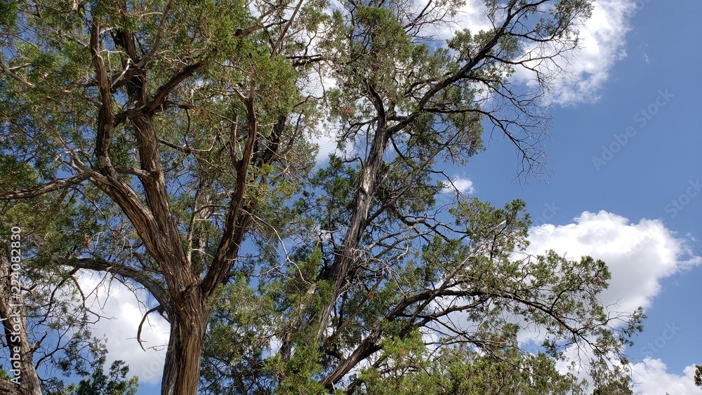 Fototapeta premium Daytime viewing of the tree tops