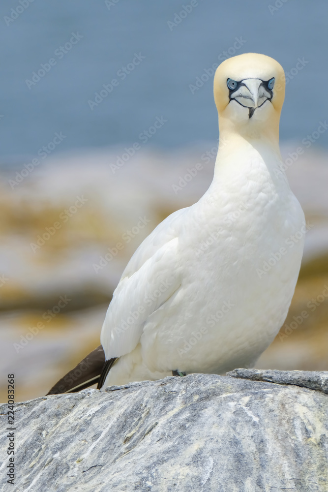 Northern Gannet, Machias Seal Island