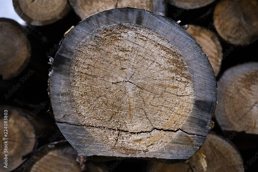 stump of tree felled - section of the trunk with annual rings. tree stumps background. cross section log texture stump of tree felled - section of the trunk with annual rings. tree stumps background. cross section log texture