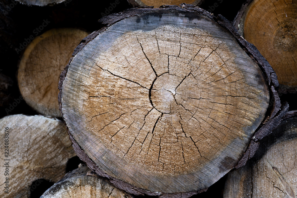 stump of tree felled - section of the trunk with annual rings. tree stumps background. cross section log texture stump of tree felled - section of the trunk with annual rings. tree stumps background. cross section log texture