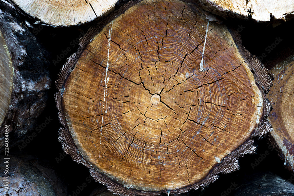 stump of tree felled - section of the trunk with annual rings. tree stumps background. cross section log texture stump of tree felled - section of the trunk with annual rings. tree stumps background. cross section log texture