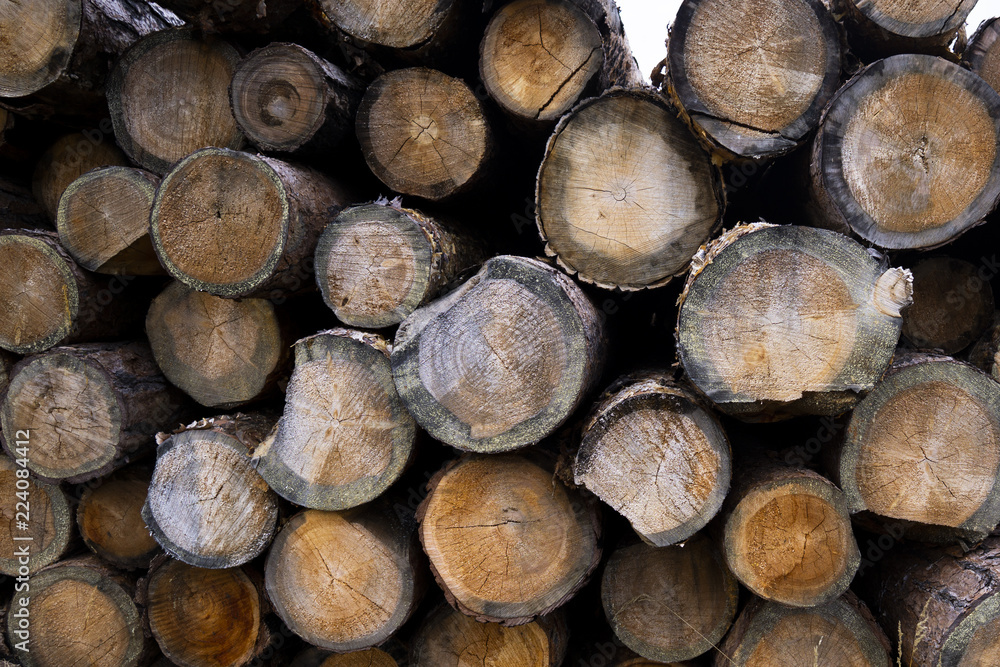 stump of tree felled - section of the trunk with annual rings. tree stumps background. cross section log texture stump of tree felled - section of the trunk with annual rings. tree stumps background. cross section log texture