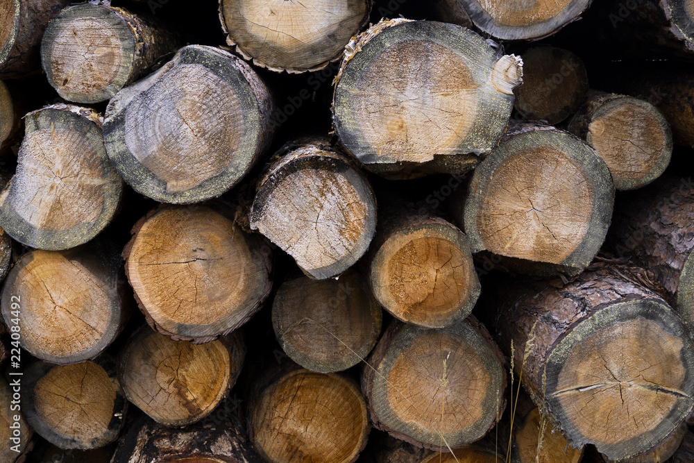stump of tree felled - section of the trunk with annual rings. tree stumps background. cross section log texture stump of tree felled - section of the trunk with annual rings. tree stumps background. cross section log texture