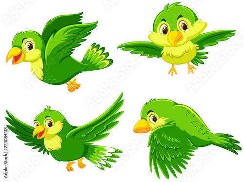 Green bird with different action