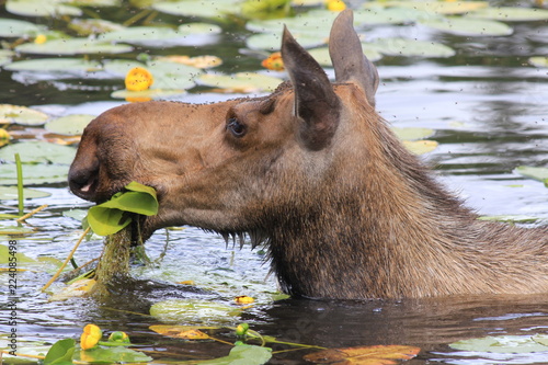 Female moose eating water flowers, Alaska photo