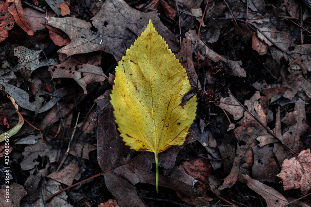 Fall Leaf 
