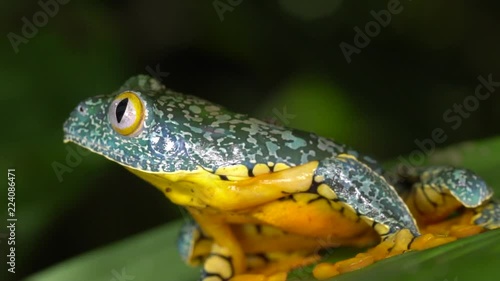 Amazon Leaf Frog (Cruziohyla craspedopus) jumps off a leaf in slow motion. Shot in its natural habitat in the Ecuadorian Amazon. photo