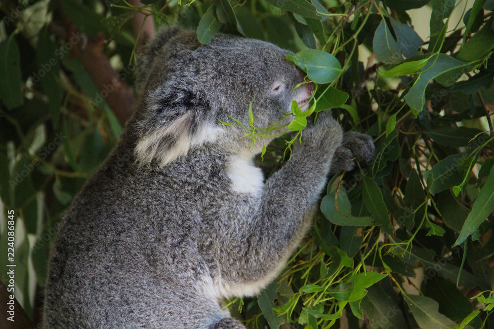 Obraz premium Koala in Sydney Australia