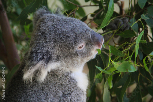 Fototapeta Naklejka Na Ścianę i Meble -  Koala in Sydney Australia