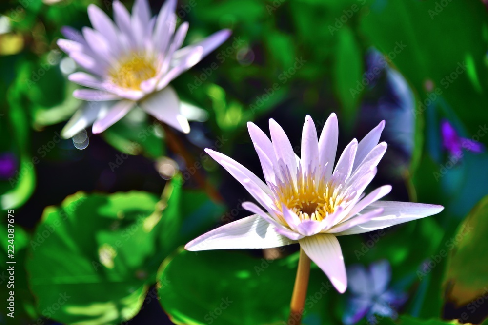 pink lotus flowers in nature on black background pink lotus flowers in nature on black background