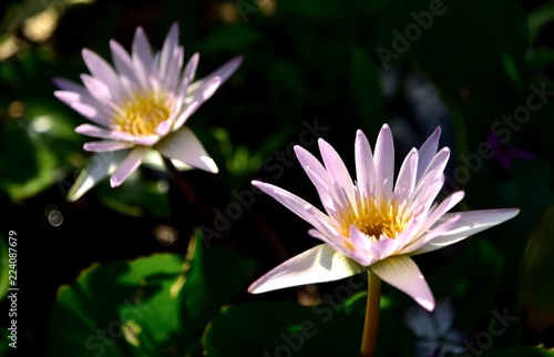 pink lotus flowers in nature on black background