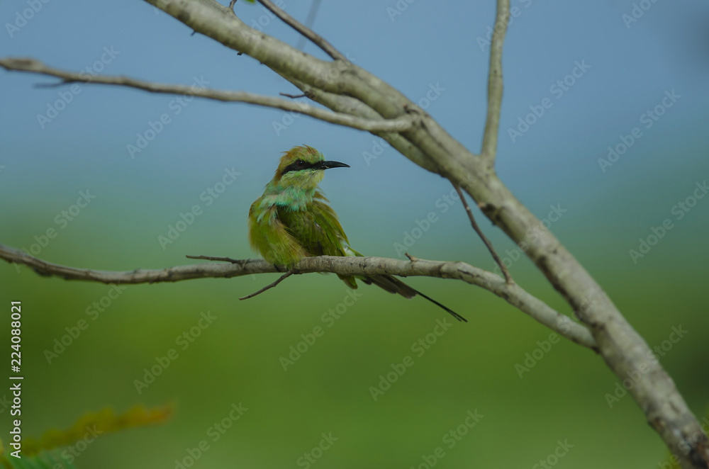 Blue tailed Bee eater on a branch Blue tailed Bee eater on a branch