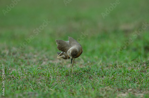 Oriental Plover (Charadrius veredus) photo