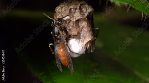 Small wasp nest hanging under a leaf in the rainforest. The female (queen) is raising a series of larvae seen here in different stages of development, the start of a new colony. In Ecuador. photo
