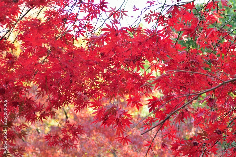 Landscape of colorful Japanese Autumn Maple leaves Landscape of colorful Japanese Autumn Maple leaves