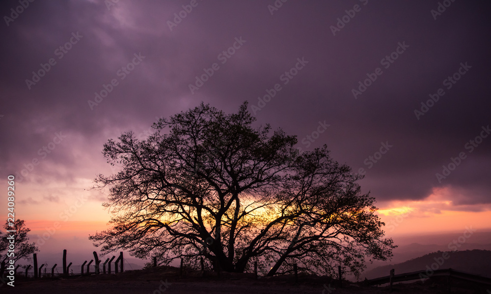 Lonely Tree At The Top Of The Mountain At Sunset