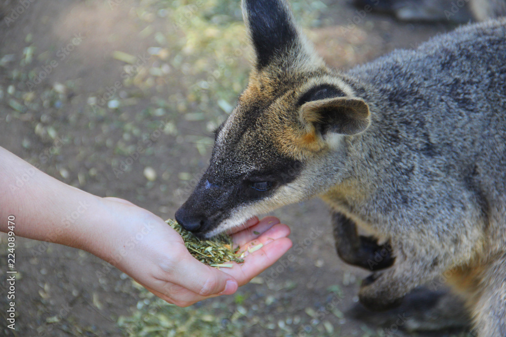 Obraz premium Kangoroo Sydney Australia Wildlife
