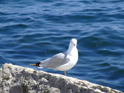 seagull on rock