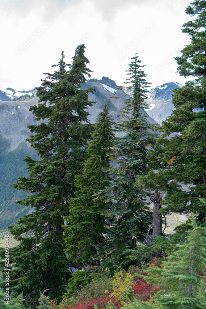 Fototapeta premium pine trees